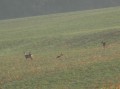 Chevreuils