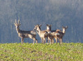 Chevreuils