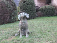 Chien de Mantes