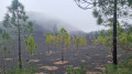 Au pied du volcan Chinyero