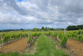 Dans les vignes à Monbazillac