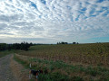 sky and sunflowers
