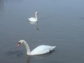 Cygnes