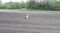 Cigogne
