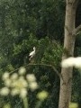 cigogne