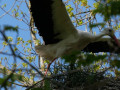 cigogne