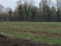 Cigognes à la recherche de nourriture