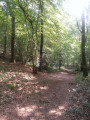 Clair obscur en forêt domaniale