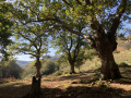 Clairière a pique nique Clairière a pique nique