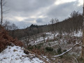 Clairière avec des coupes de bois