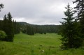 Clairière sur le chemin forestier du retour,