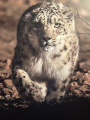 Claude6858