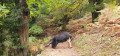 Cochon sur le chemin
