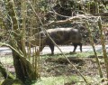 cochon