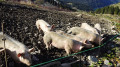 Cochons