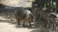 Cochon