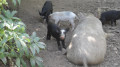 Cochons