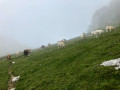 Col de l’Alpe