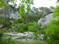 Collias