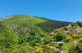 Colline boisée