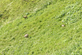 Compagnons de promenade