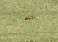 Compère renard....