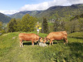 Concertation entre deux vaches Tarentaises