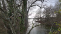 Confluence du Loiret et de la Loire (08/01/2019)