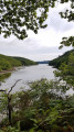 Ethy woods from Lerryn