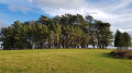 Conifers at the top of May Hill