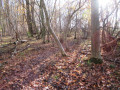 contournement de l'arbre abattu