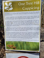 Coppicing - One Tree Hill