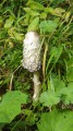 Coprinus comatus