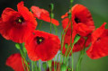 Coquelicot56