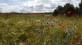Coquelicots et bleuets
