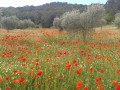 Coquelicots