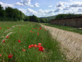 Coquelicots