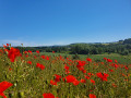 Coquelicots