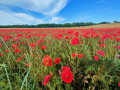 Coquelicots Coquelicots