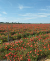 coquelicots