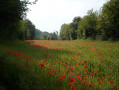 Coquelicots