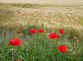 Coquelicots