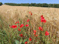 Coquelicots