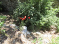 Le tour de la Forêt de Valabre