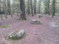 Cordon des Druides