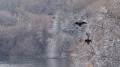 cormorans vus de l'observatoire.