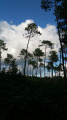 La Forêt de Bouconne, en empruntant en partie le GR®653