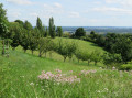 Vallons et coteaux au départ de Lamothe-Capdeville