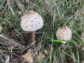 Coulemelles dans le chemin des Bissons