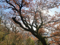 couleur d'automne